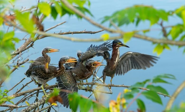 mid tier user call attempts