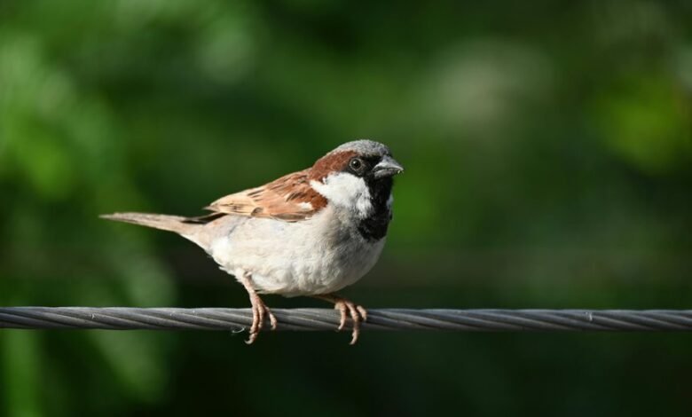 missed call detection system