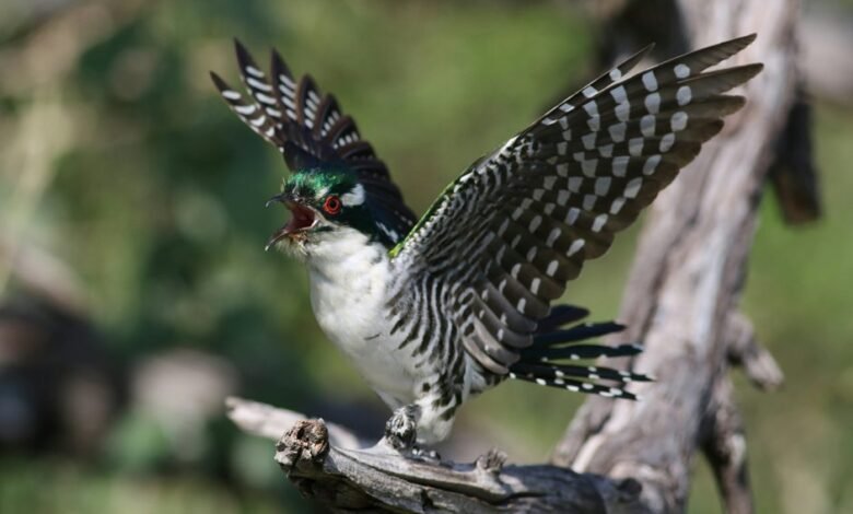 number patterns call insights